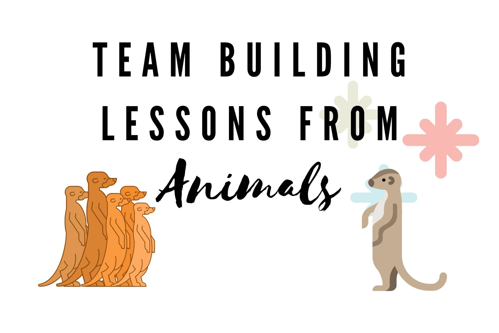 What We Can Learn About Teamwork From The Animal Kingdom - ActionINVEST  Caribbean Inc.