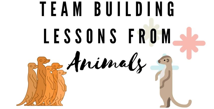 animal-team-building